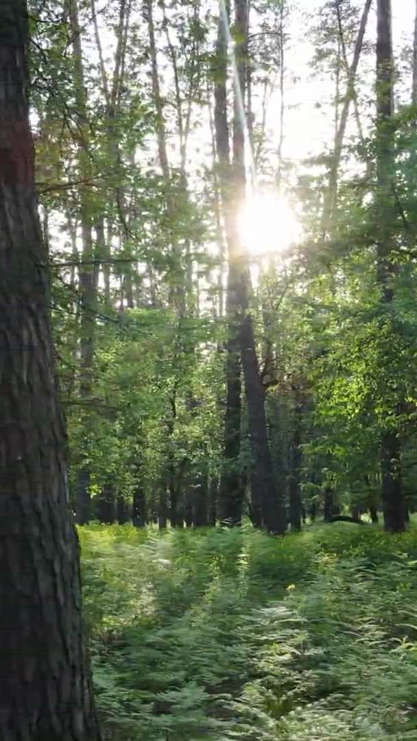 Pionowe wideo z pięknym zielonym lasem sosnowym w letni dzień, zwolnione tempo — Wideo stockowe