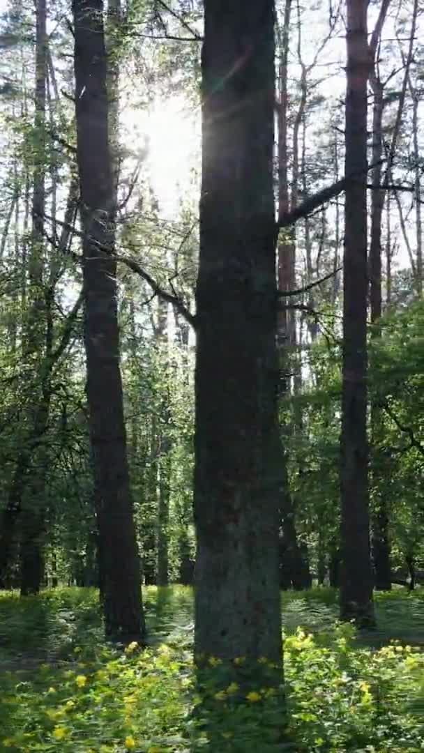 Vertikal video av en vacker grön tallskog på en sommardag, slow motion — Stockvideo