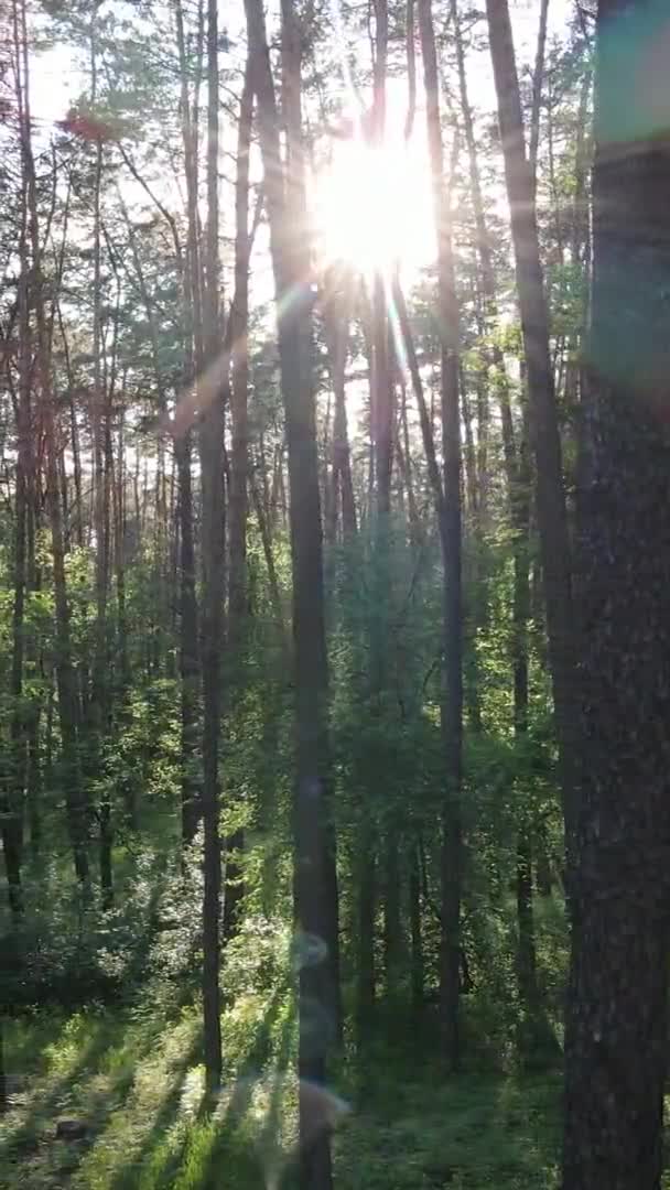 Vídeo vertical de uma bela floresta de pinheiros verdes em um dia de verão, câmera lenta — Vídeo de Stock