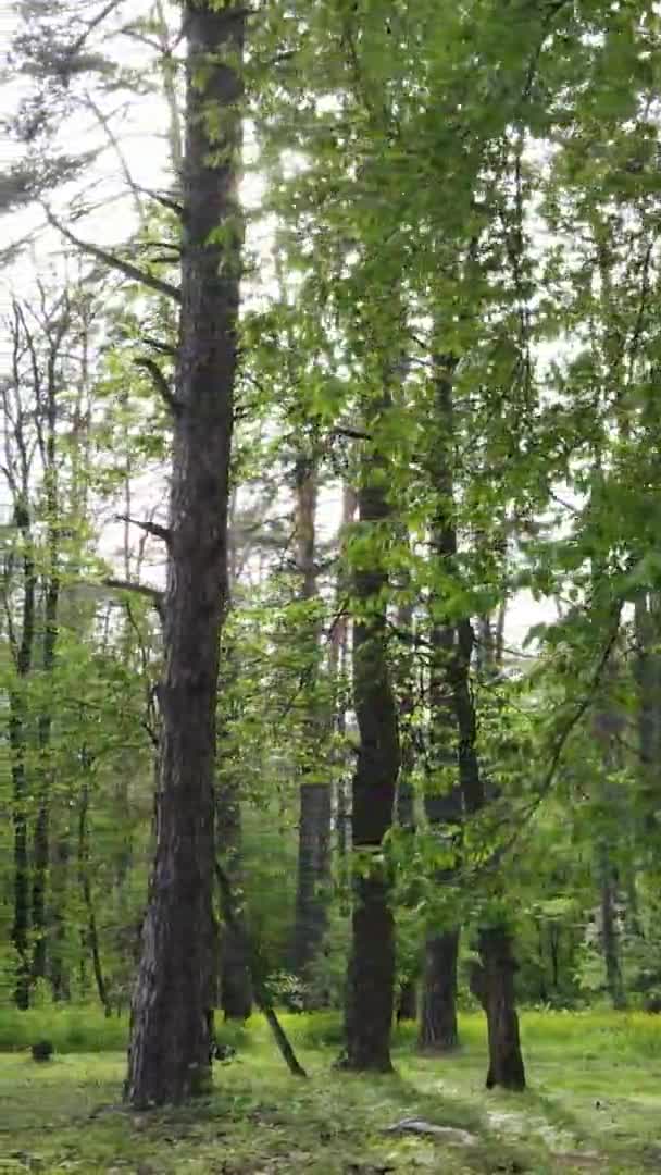 Vídeo vertical de un hermoso bosque de pinos verdes en un día de verano, cámara lenta — Vídeos de Stock