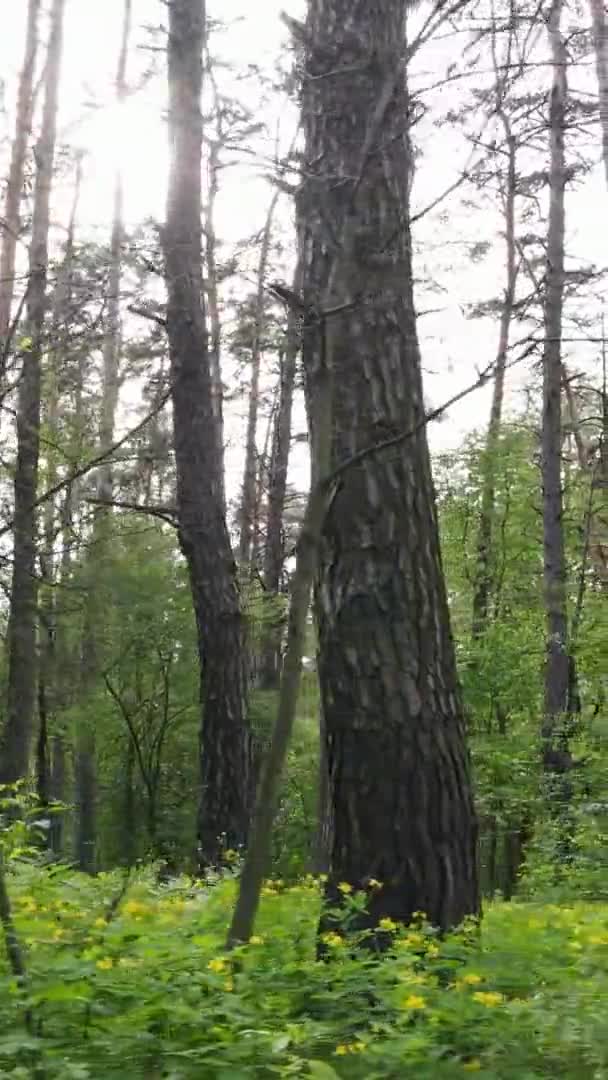 Vertikal video av en vacker grön tallskog på en sommardag, slow motion — Stockvideo