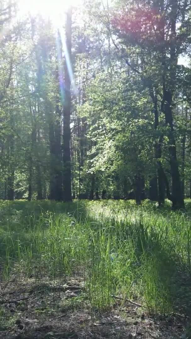 Вертикальное видео красивого зеленого соснового леса в летний день, замедленная съемка — стоковое видео