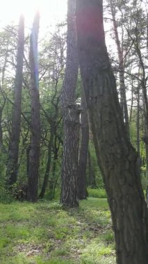 Bir yaz günü, güzel bir çam ormanının dikey videosu, yavaş çekim.