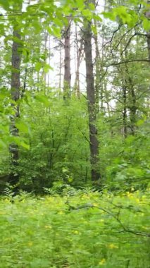 Bir yaz günü, güzel bir çam ormanının dikey videosu, yavaş çekim.