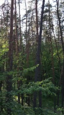 Bir yaz günü, güzel bir çam ormanının dikey videosu, yavaş çekim.