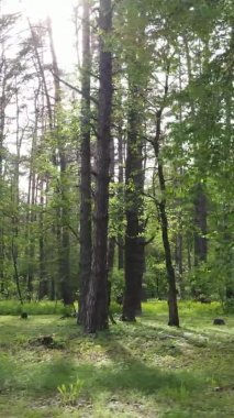 Bir yaz günü, güzel bir çam ormanının dikey videosu, yavaş çekim.