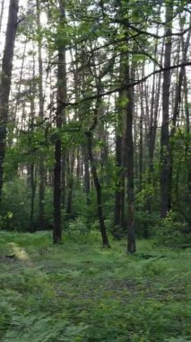 Bir yaz günü, güzel bir çam ormanının dikey videosu, yavaş çekim.