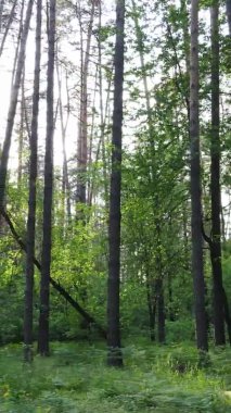 Bir yaz günü, güzel bir çam ormanının dikey videosu, yavaş çekim.