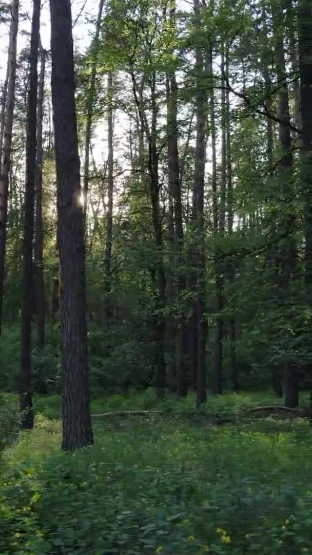Vertikal video av en vacker grön tallskog på en sommardag, slow motion — Stockvideo