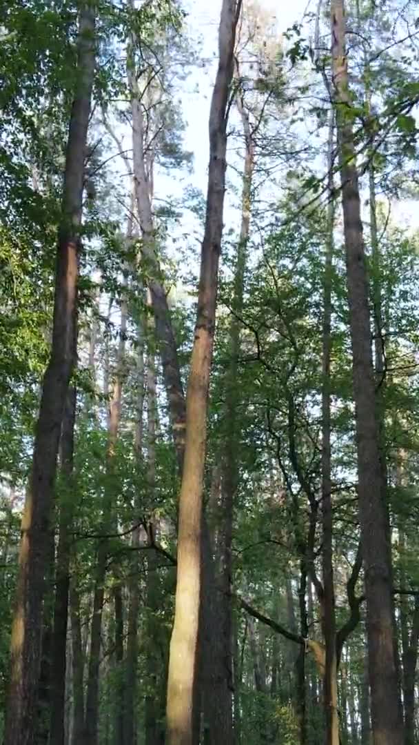 Vídeo vertical de un hermoso bosque de pinos verdes en un día de verano, cámara lenta — Vídeos de Stock