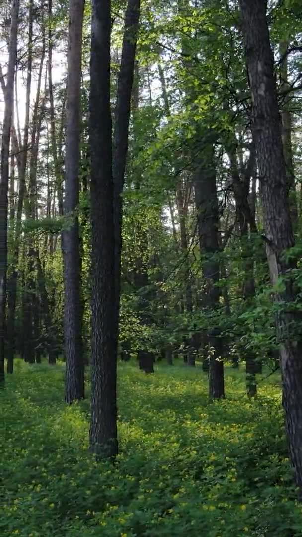 Vidéo verticale d'une belle pinède verte un jour d'été, au ralenti