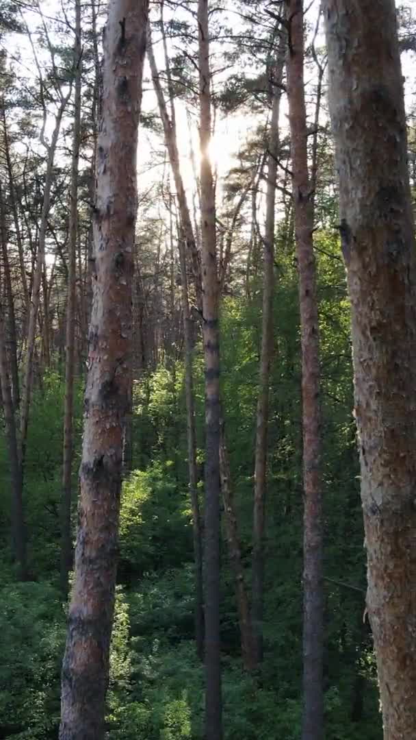 Vertikales Video eines schönen grünen Kiefernwaldes an einem Sommertag, Zeitlupe — Stockvideo