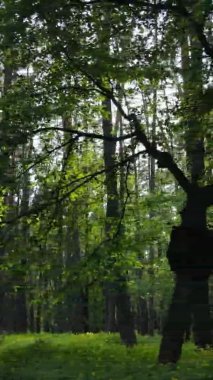 Bir yaz günü, güzel bir çam ormanının dikey videosu, yavaş çekim.