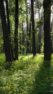 Bir yaz günü, güzel bir çam ormanının dikey videosu, yavaş çekim.