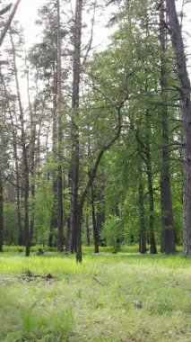 Bir yaz günü, güzel bir çam ormanının dikey videosu, yavaş çekim.