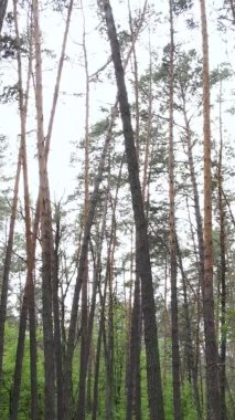 Bir yaz günü, güzel bir çam ormanının dikey videosu, yavaş çekim.