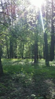 Bir yaz günü, güzel bir çam ormanının dikey videosu, yavaş çekim.