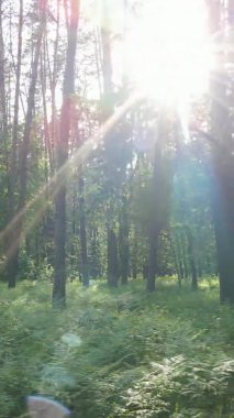 Bir yaz günü, güzel bir çam ormanının dikey videosu, yavaş çekim.