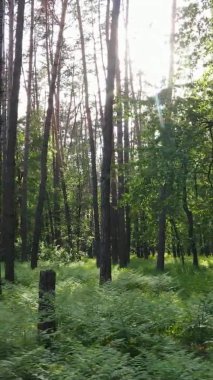 Bir yaz günü, güzel bir çam ormanının dikey videosu, yavaş çekim.