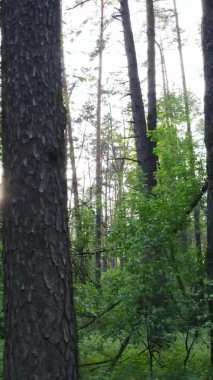 Bir yaz günü, güzel bir çam ormanının dikey videosu, yavaş çekim.