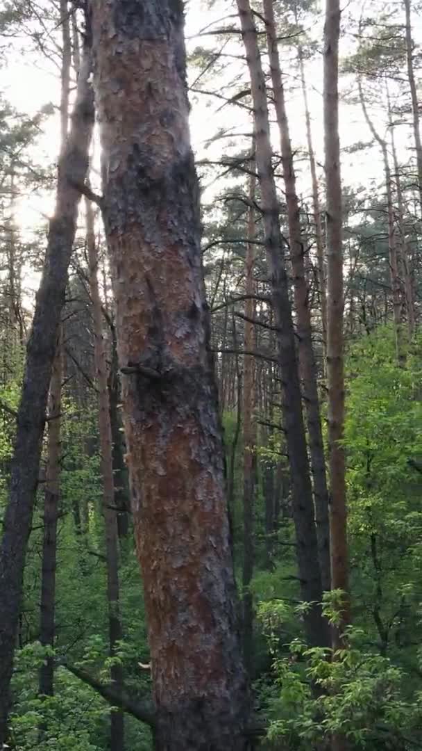 Vidéo verticale d'une belle pinède verte un jour d'été, au ralenti — Video