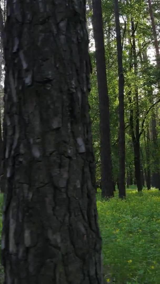 Vídeo vertical de un hermoso bosque de pinos verdes en un día de verano, cámara lenta — Vídeo de stock