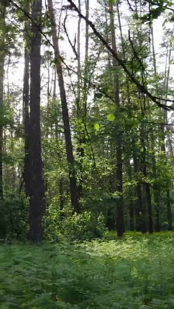 Вертикальне відео красивого зеленого соснового лісу в літній день, повільний рух — стокове відео