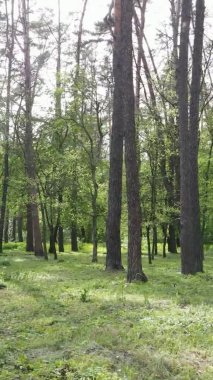 Bir yaz günü, güzel bir çam ormanının dikey videosu, yavaş çekim.