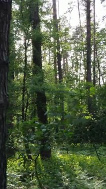 Bir yaz günü, güzel bir çam ormanının dikey videosu, yavaş çekim.