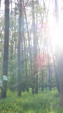 Bir yaz günü, güzel bir çam ormanının dikey videosu, yavaş çekim.