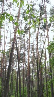 Bir yaz günü, güzel bir çam ormanının dikey videosu, yavaş çekim.