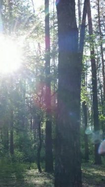 Bir yaz günü, güzel bir çam ormanının dikey videosu, yavaş çekim.