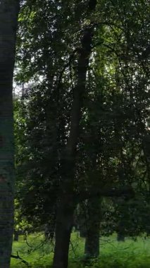 Bir yaz günü, güzel bir çam ormanının dikey videosu, yavaş çekim.