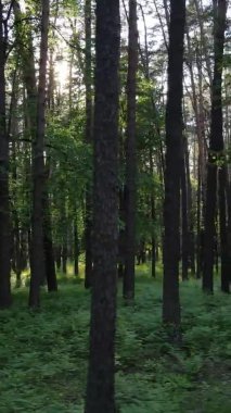 Bir yaz günü, güzel bir çam ormanının dikey videosu, yavaş çekim.