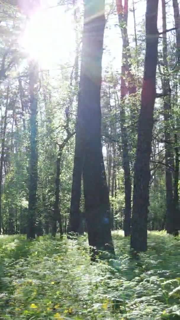 Vídeo vertical de un hermoso bosque de pinos verdes en un día de verano, cámara lenta — Vídeo de stock