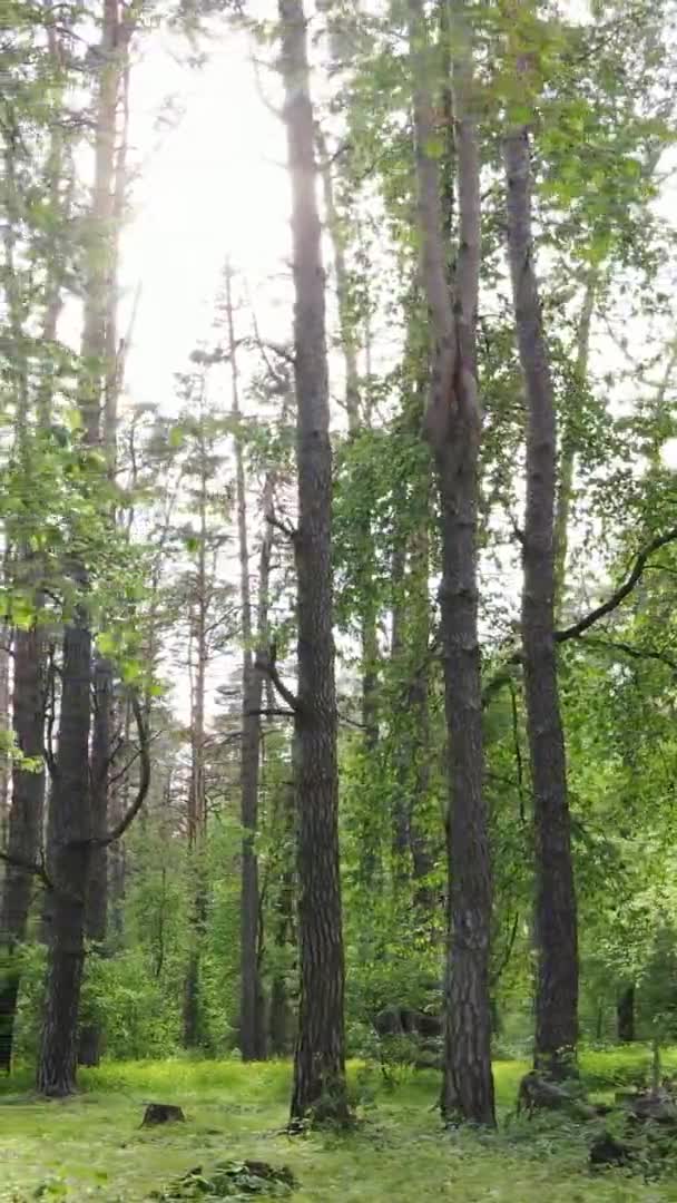 Vídeo vertical de uma bela floresta de pinheiros verdes em um dia de verão, câmera lenta — Vídeo de Stock