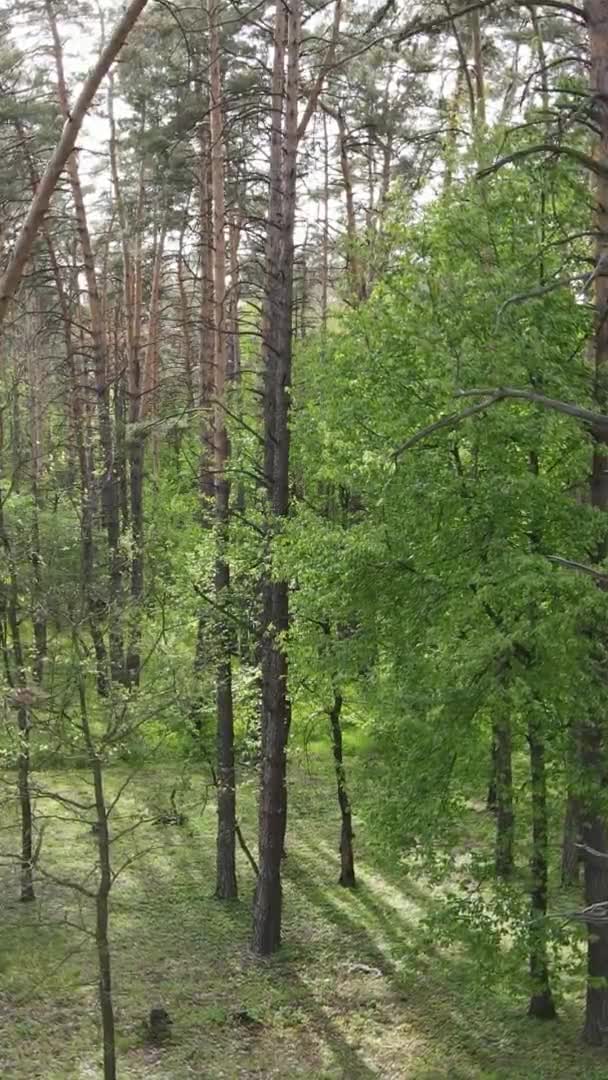 Vidéo verticale d'une belle pinède verte un jour d'été, au ralenti — Video