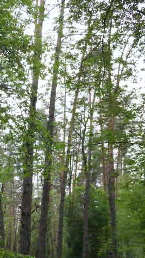 Vídeo vertical de uma bela floresta de pinheiros verdes em um dia de verão, câmera lenta — Vídeo de Stock