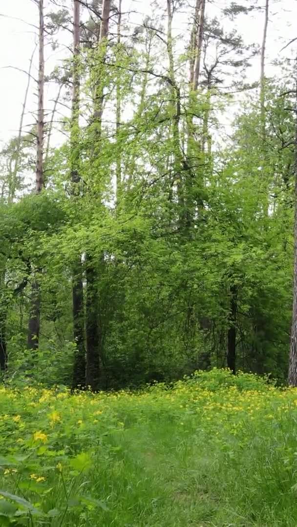 Вертикальне відео красивого зеленого соснового лісу в літній день, повільний рух — стокове відео