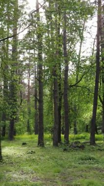 Bir yaz günü, güzel bir çam ormanının dikey videosu, yavaş çekim.