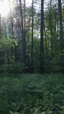 Bir yaz günü, güzel bir çam ormanının dikey videosu, yavaş çekim.