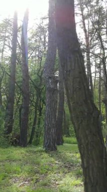 Çam ağaçlı bir ormanın dikey videosu