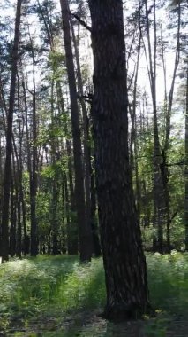 Çam ağaçlı bir ormanın dikey videosu