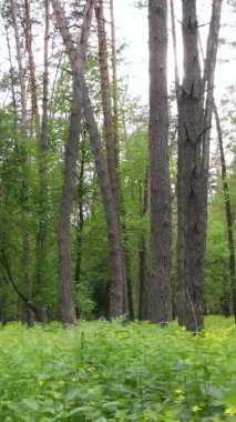 Çam ağaçlı bir ormanın dikey videosu