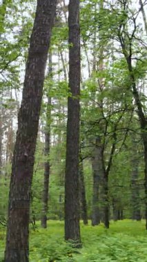 Çam ağaçlı bir ormanın dikey videosu