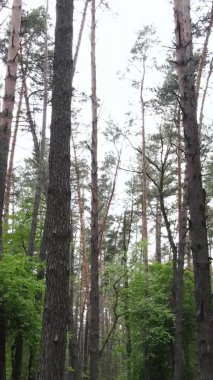 Çam ağaçlı bir ormanın dikey videosu