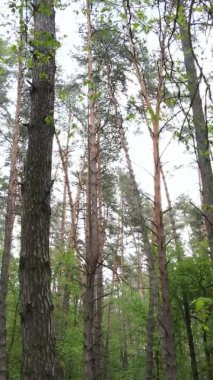 Çam ağaçlı bir ormanın dikey videosu