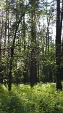 Çam ağaçlı bir ormanın dikey videosu