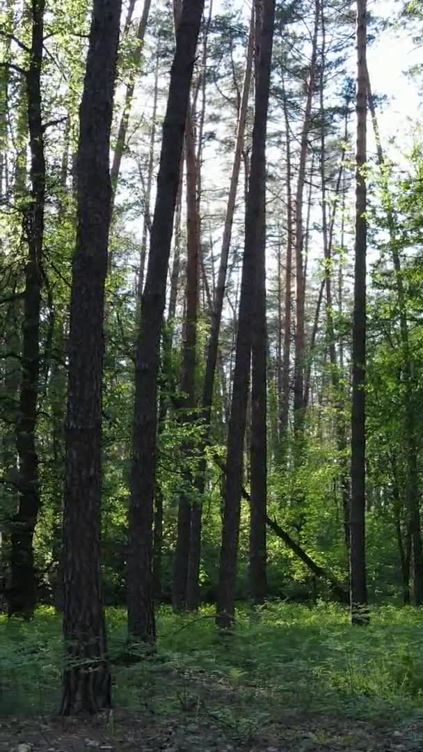 Vídeo vertical de uma bela floresta de pinheiros verdes em um dia de verão, câmera lenta — Vídeo de Stock