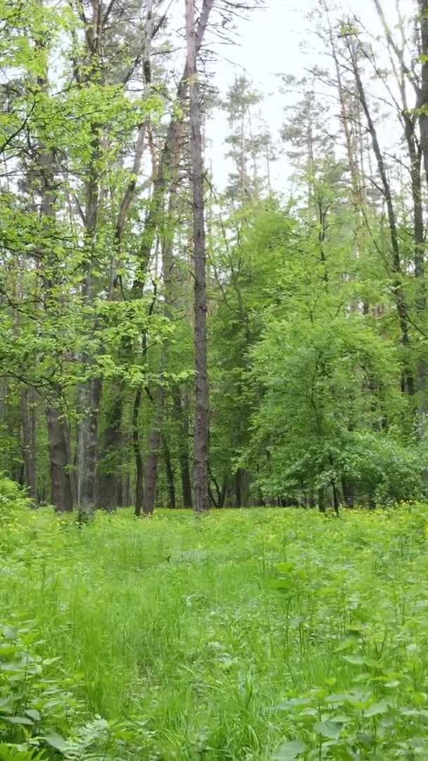 Vertikales Video eines schönen grünen Kiefernwaldes an einem Sommertag, Zeitlupe — Stockvideo